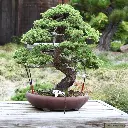 Bonsai -Chinese Juniper