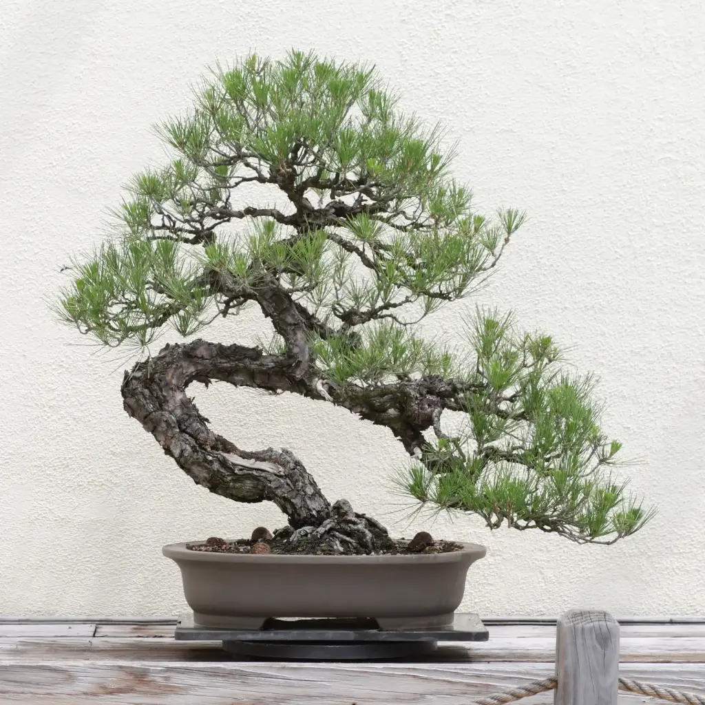 Bonsai - Japanese black pine