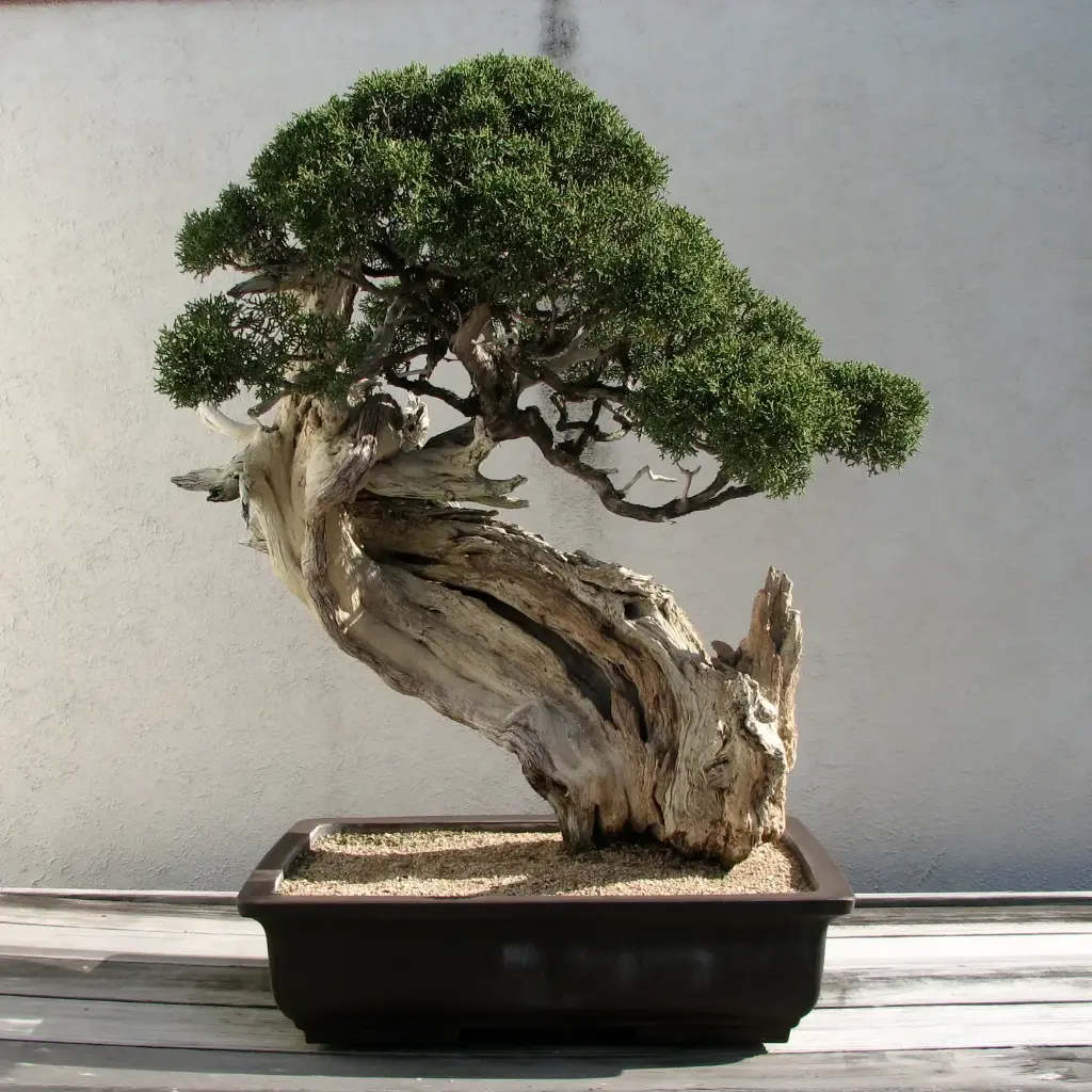 Bonsai -Rocky mountain juniper