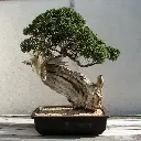 Bonsai -Rocky mountain juniper