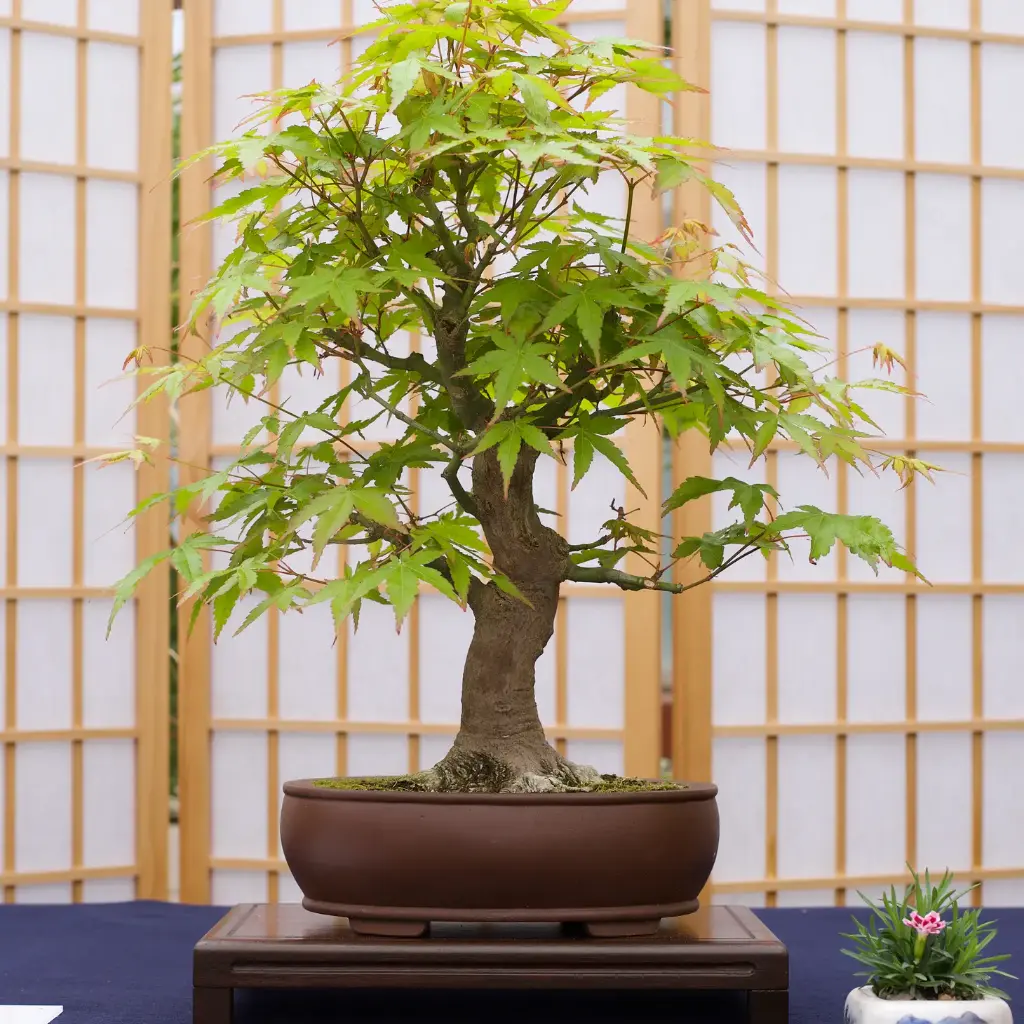 Bonsai - Japanese Maple