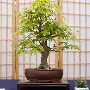 Bonsai - Japanese Maple