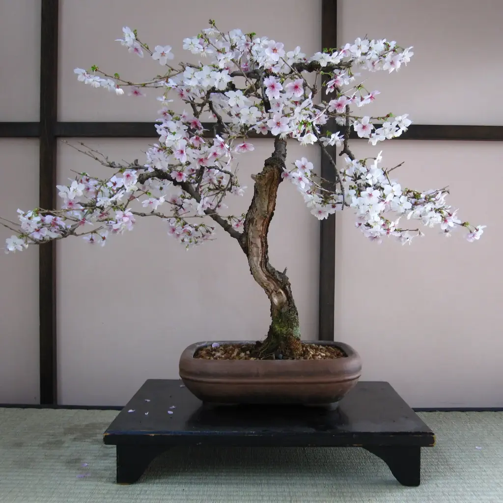 Bonsai - Cherry blossom