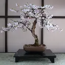 Bonsai - Cherry blossom