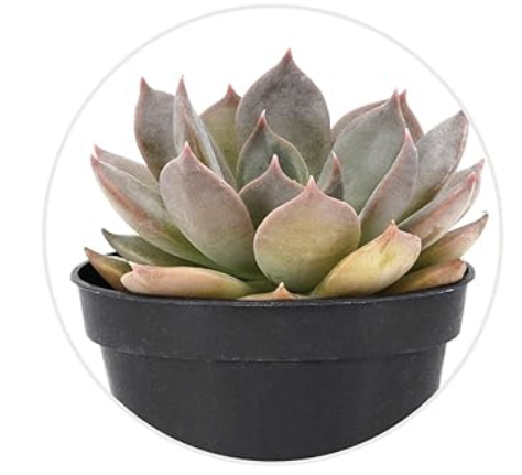 Succulent table plant