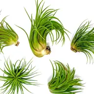 Air Plant - Tillandsia Ionantha Mexican